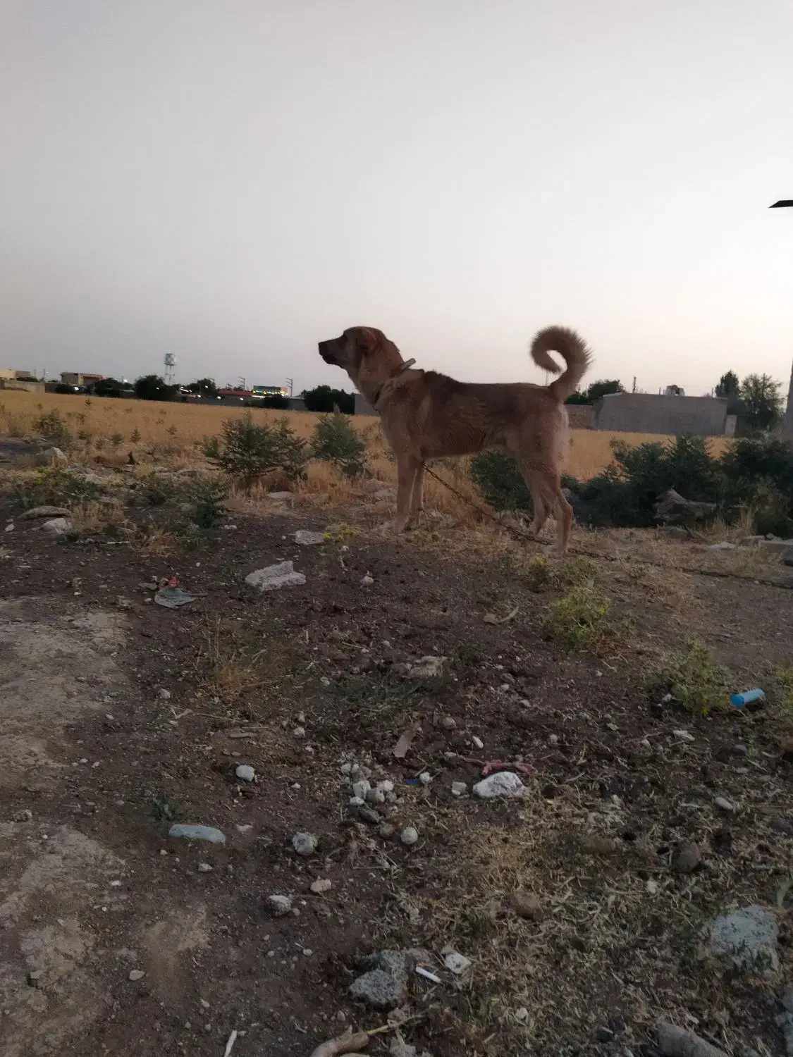 پژدر 15ماهه|سگ|درگزین, |دیوار