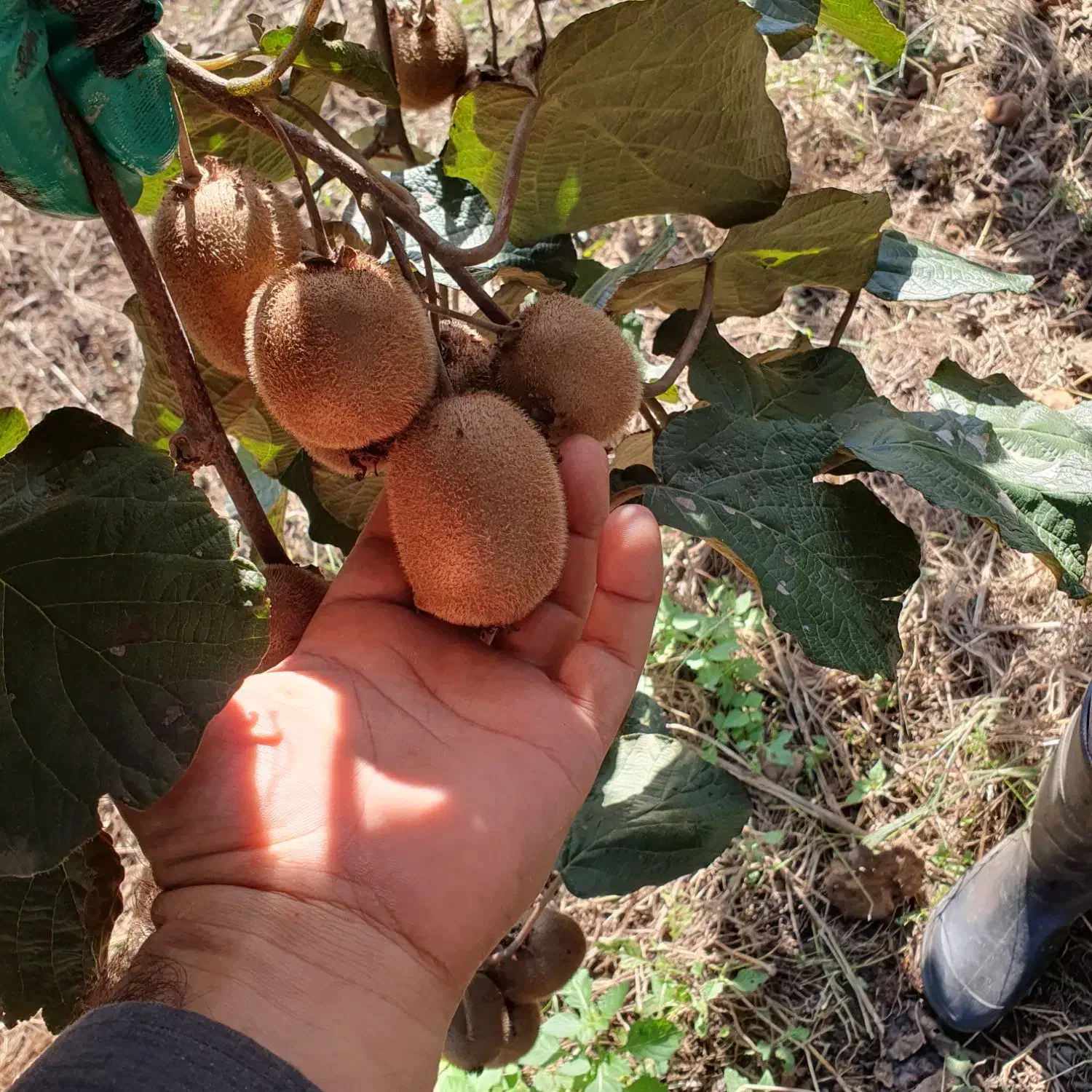 فروش کیوی هایوارد|خوردنی و آشامیدنی|بندر انزلی, چهارفریضه|دیوار