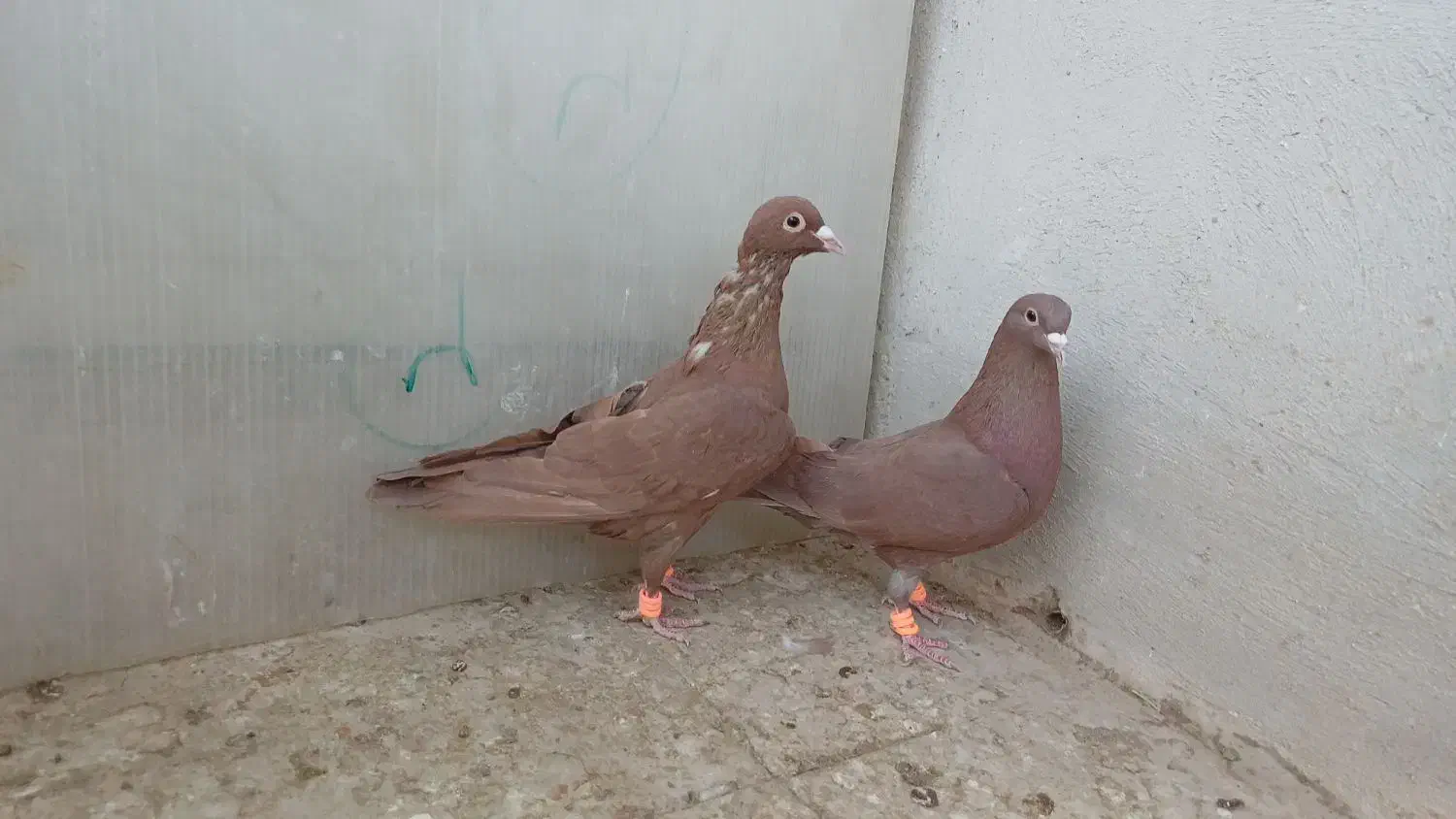 نروماده جفتگاه|پرنده|تربت‌حیدریه, ۴۵ متری|دیوار