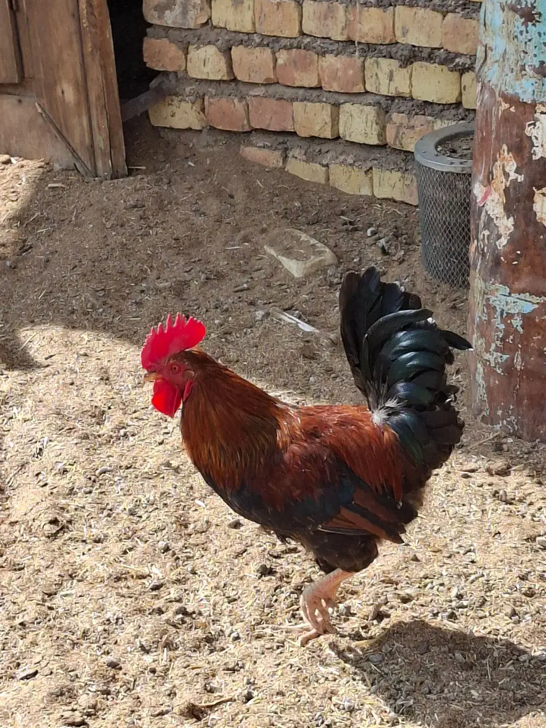 خروس ۱۰ ماهه|حیوانات مزرعه|حبیب آباد, |دیوار