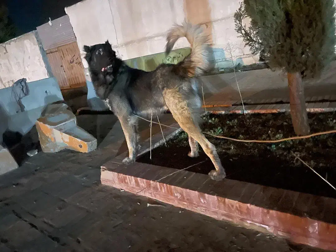 قره باش سرابی ذات قدیم|سگ|آشخانه, |دیوار