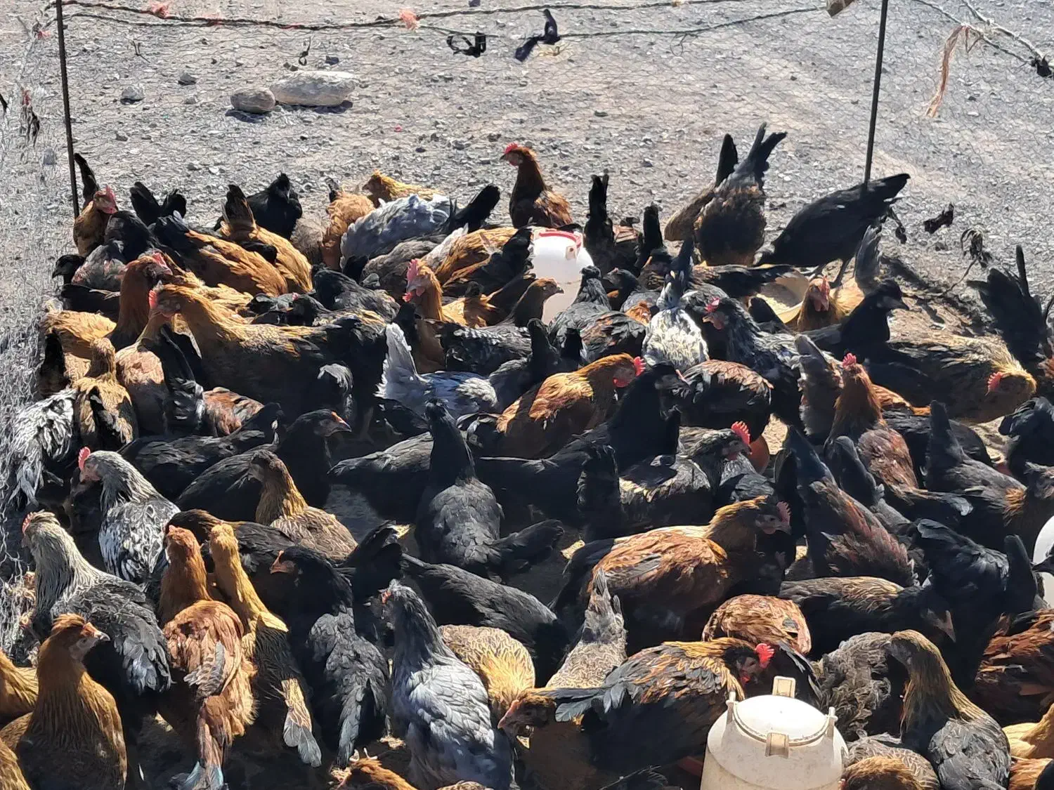 جوجه مرغ و خروس و بوقلمون|حیوانات مزرعه|سیرجان, |دیوار