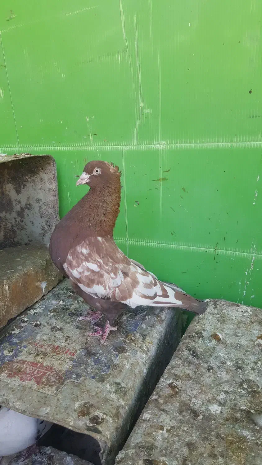 سینه سرخ نر|پرنده|فیروزآباد (فارس), |دیوار