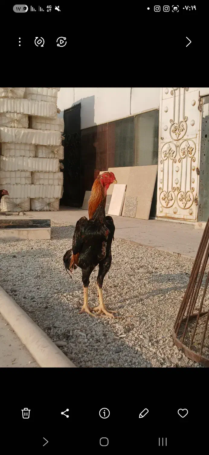 خروس لاری|حیوانات مزرعه|قدس, هفت جوی|دیوار