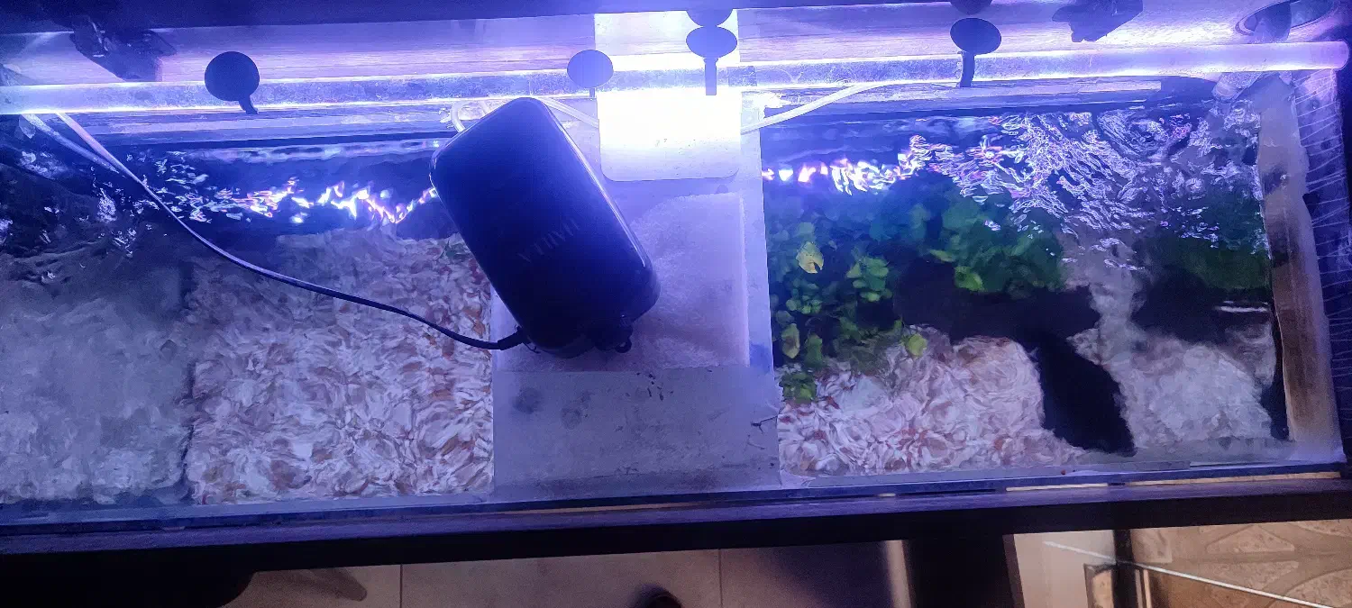 آکواریوم|ماهی|ری, علایین|دیوار