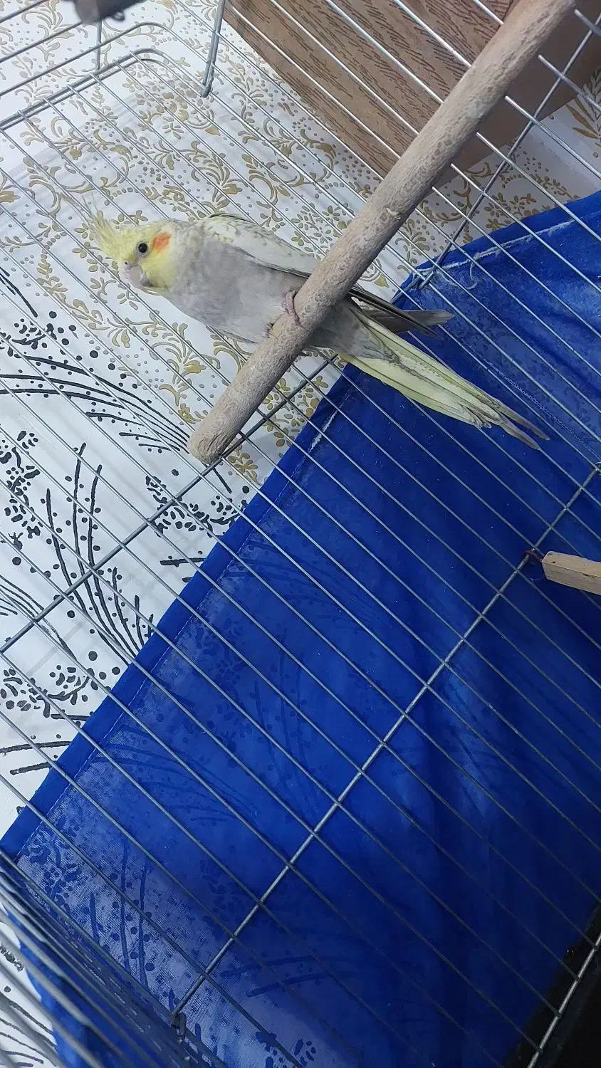 یک جفت عروس هلندی|پرنده|قرچک, قشلاق جیتو|دیوار