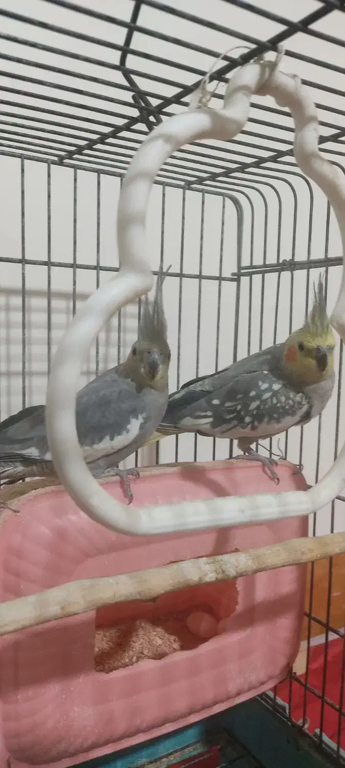 عروس هلندی|پرنده|کوهدشت, |دیوار