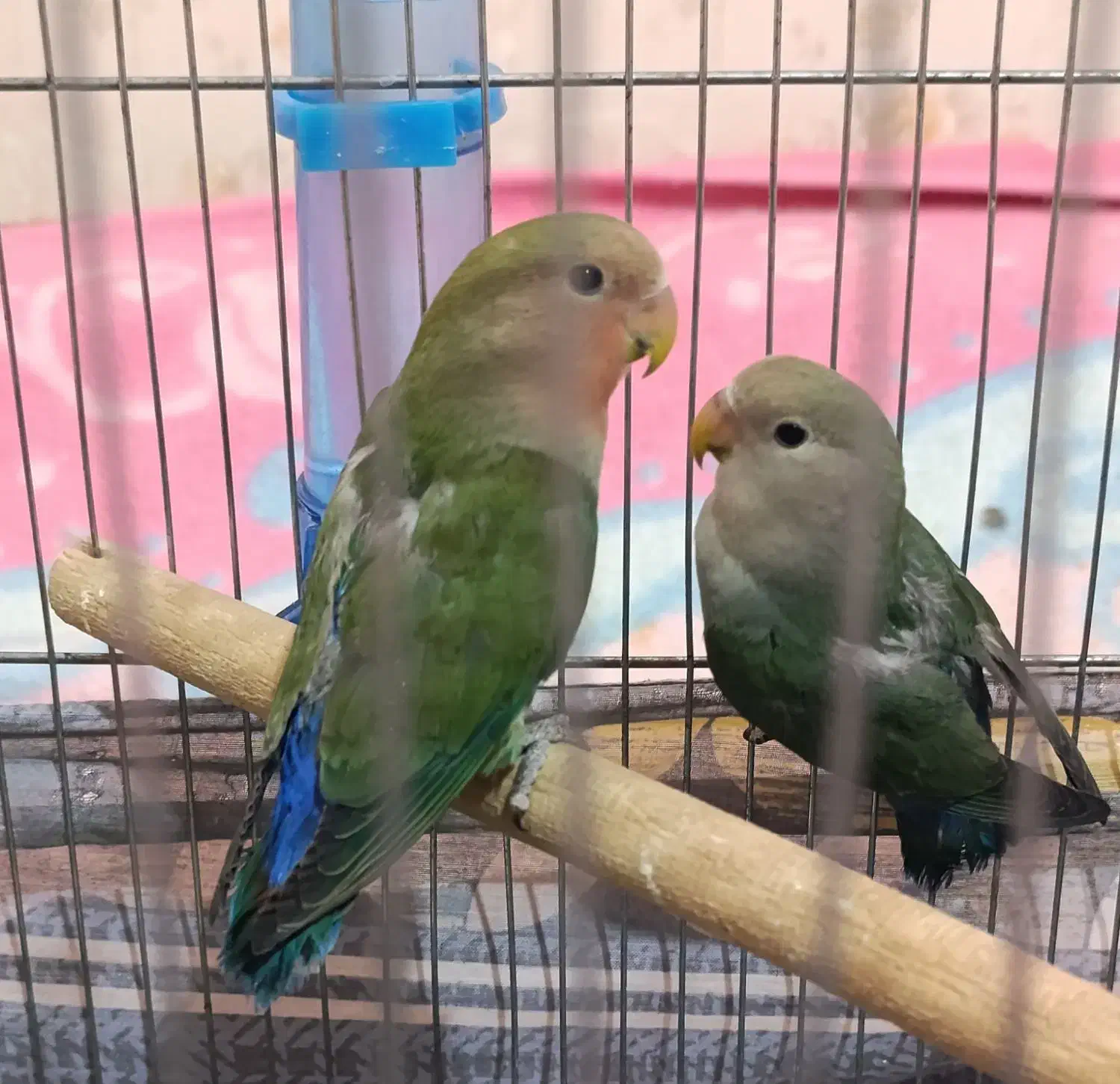 پرنده،کوتوله،طوطی برزیلی|پرنده|یزد, |دیوار