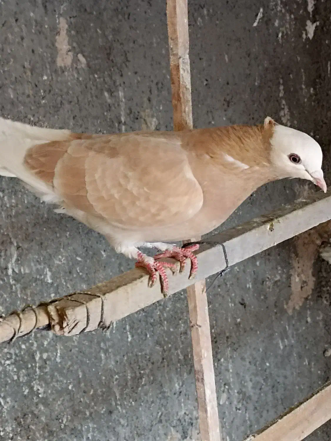 کفتر|پرنده|پیشوا, |دیوار