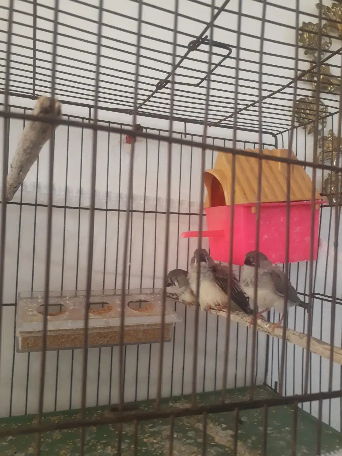 سلام ۳عدد فینج ۳ماهه دونخور وزرنگ|پرنده|تبریز, |دیوار