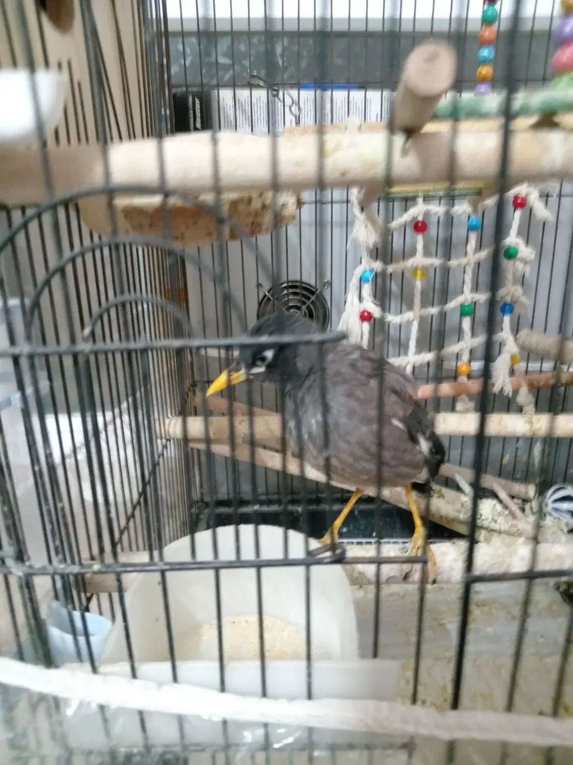 مینا 1ساله|پرنده|مشهد, کارمندان دوم|دیوار