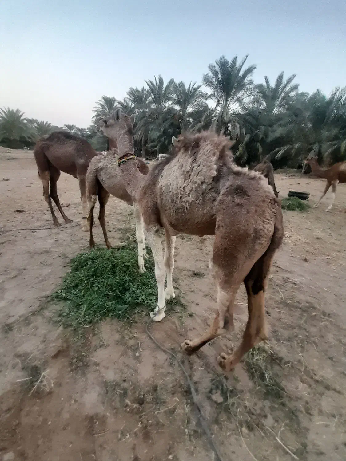 شتر|حیوانات مزرعه|سیستان, |دیوار