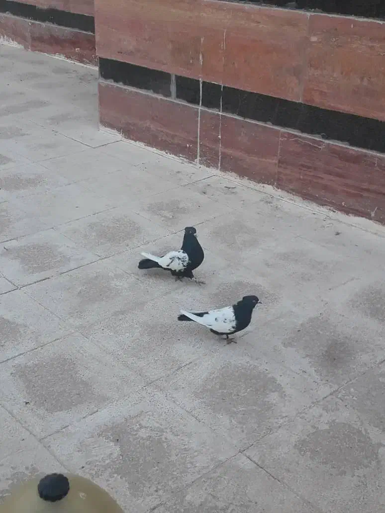 کفتربهبونی|پرنده|صدرا-فارس, فاز ۲|دیوار