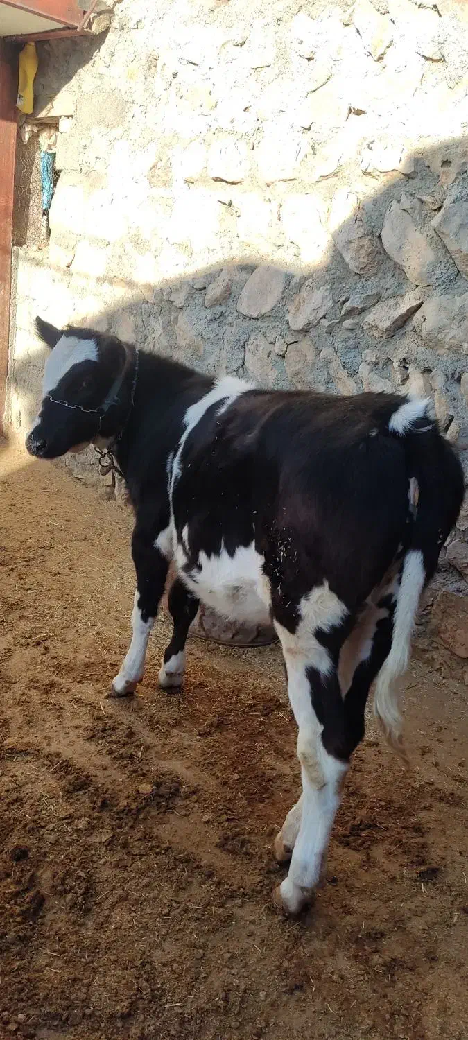 گوساله ماده سیمینتال|حیوانات مزرعه|گوآور, |دیوار