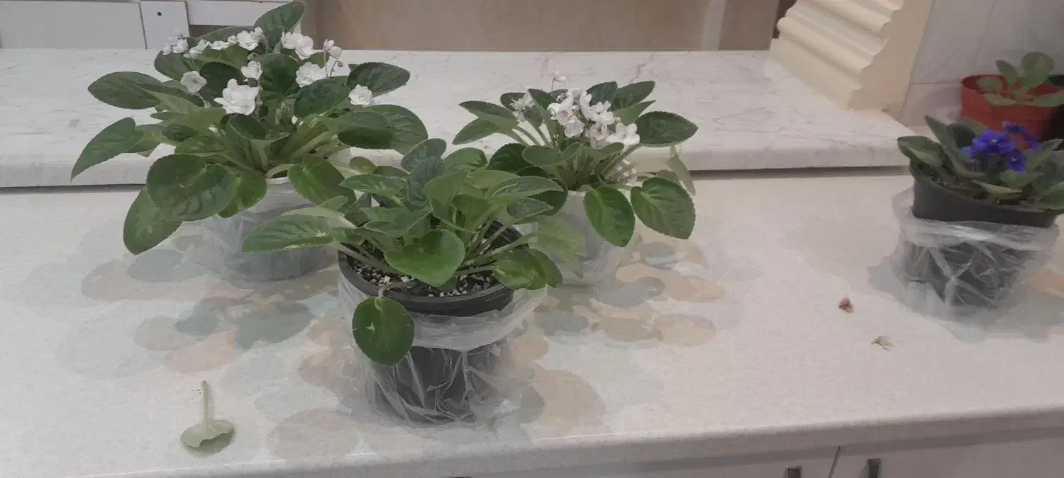 گل طبیعی|گل و گیاه طبیعی|آستارا, |دیوار