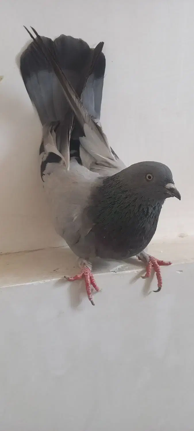 کبوتر پر|پرنده|لاران, |دیوار