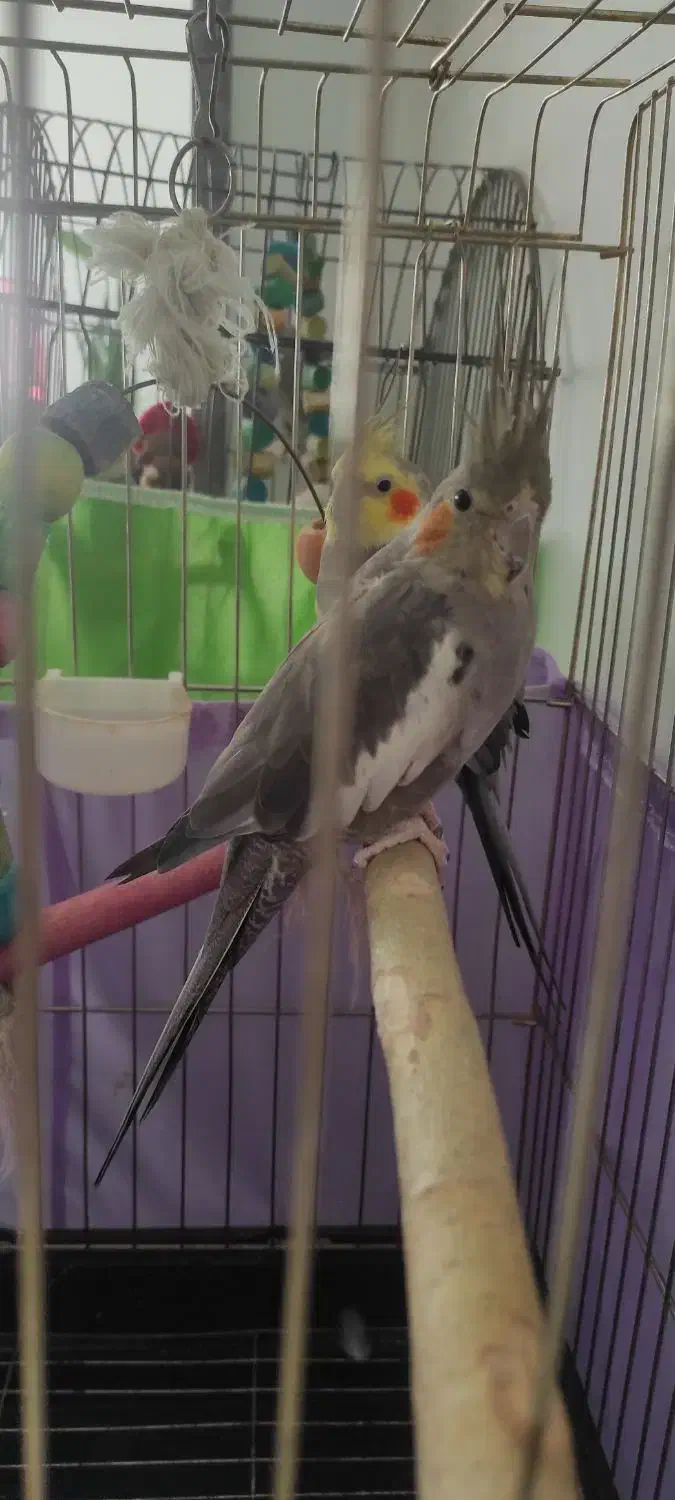 یک جفت عروس هلندی|پرنده|پردیس, فاز ۸|دیوار