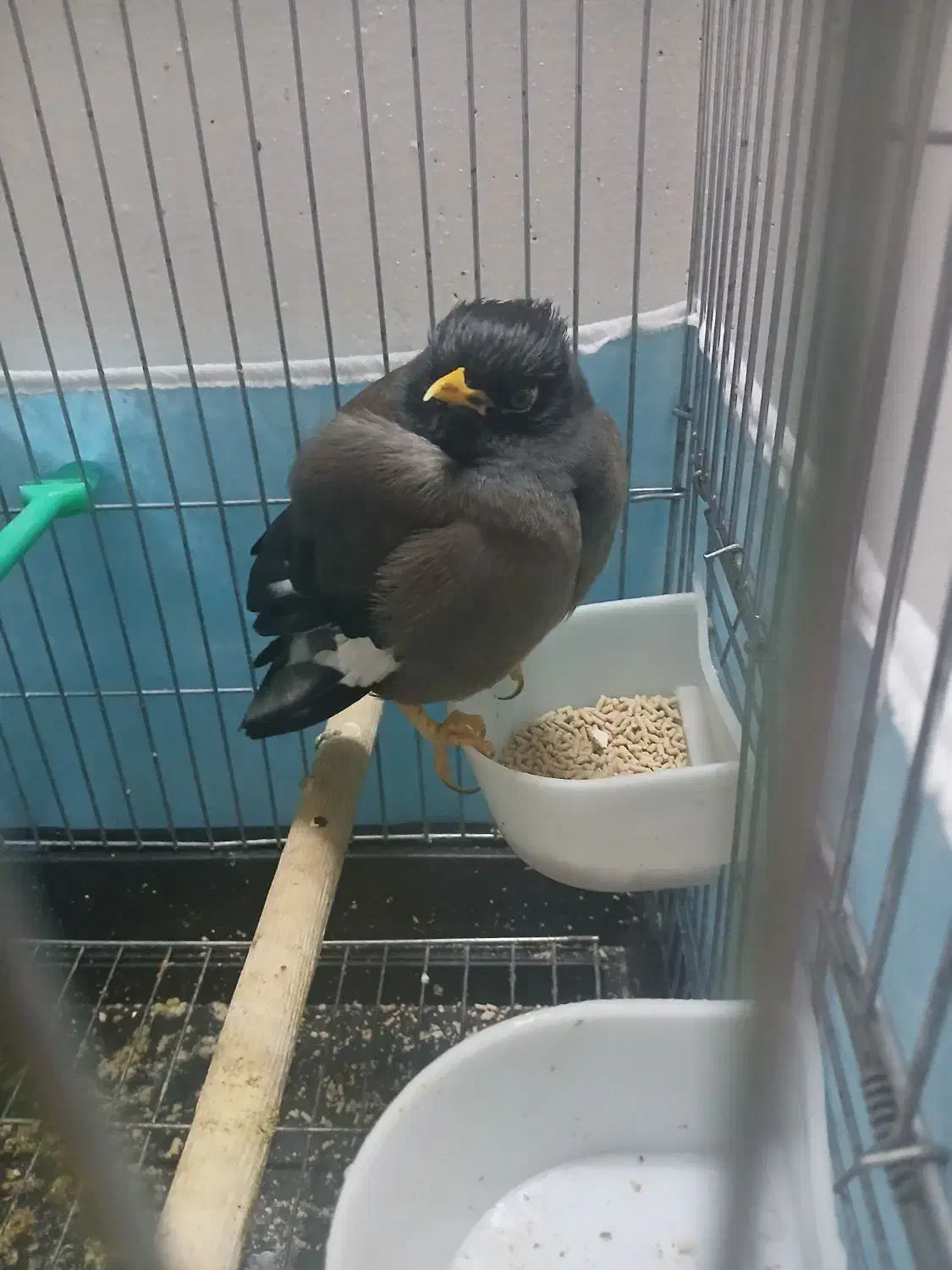 مرغ مینا|پرنده|سبزوار, امیر کبیر|دیوار