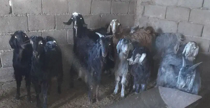 تعدادی کهره نر فروشی|حیوانات مزرعه|حنا, |دیوار