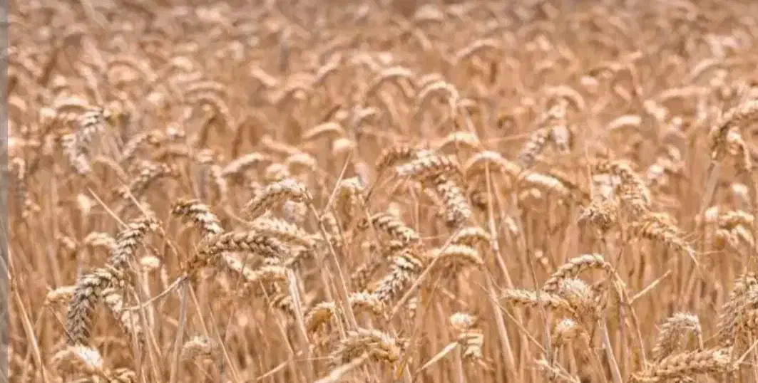 فروش گندم بذری دیم منی ۹۰|خدمات باغبانی و درختکاری|جوانرود, |دیوار