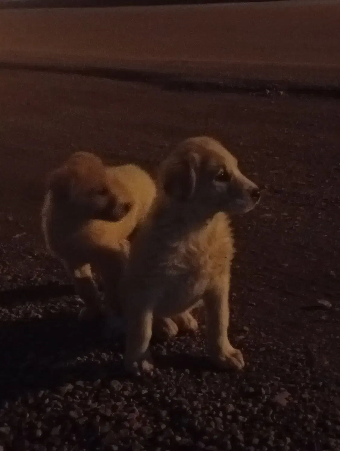 توله سگ ۱ ساله|سگ|قوچان, |دیوار