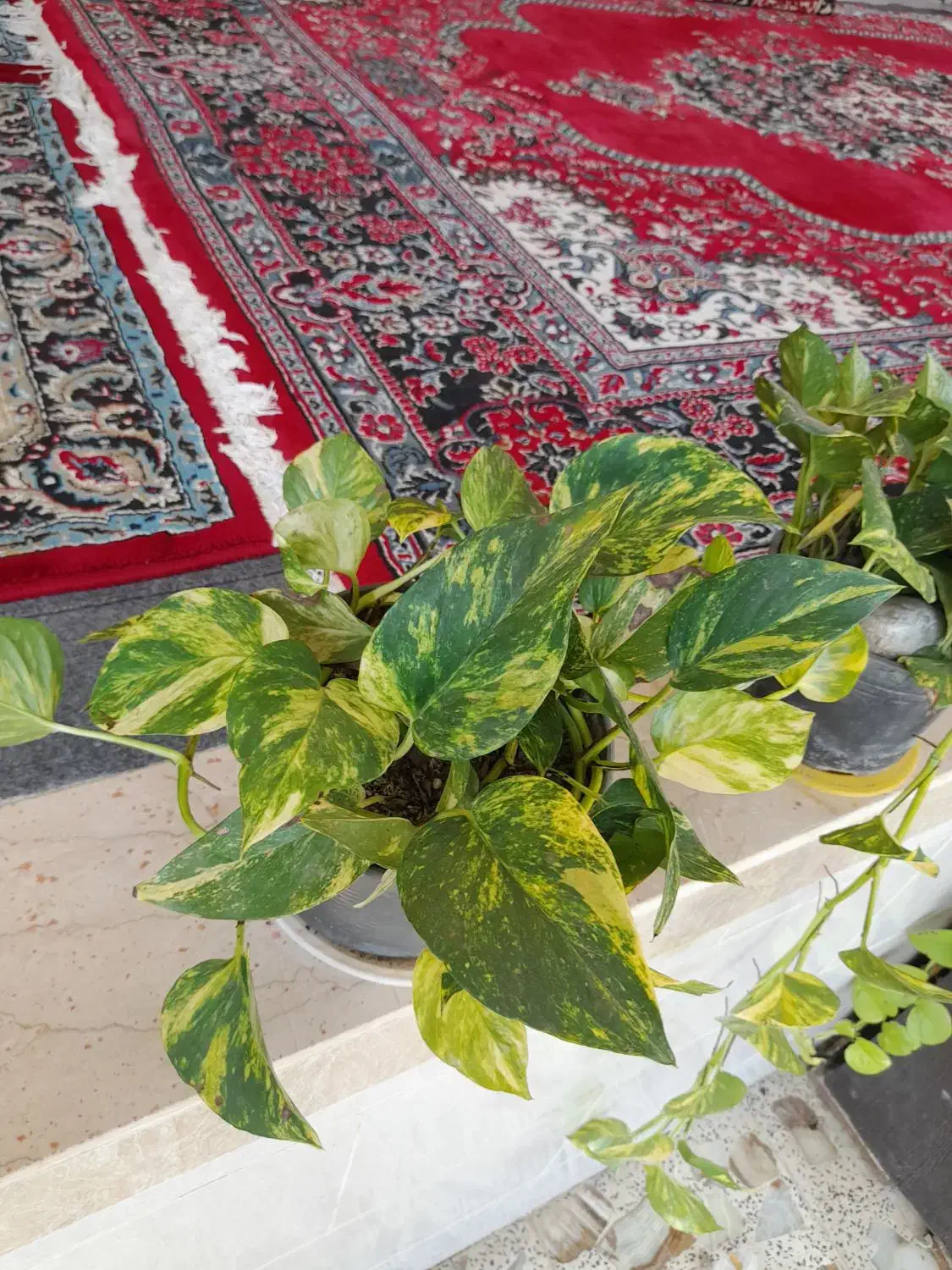 گل و گیاه، پتوس زعفرانی ، سبز، نئون ، ارتشی|گل و گیاه طبیعی|رشت, رشتیان|دیوار
