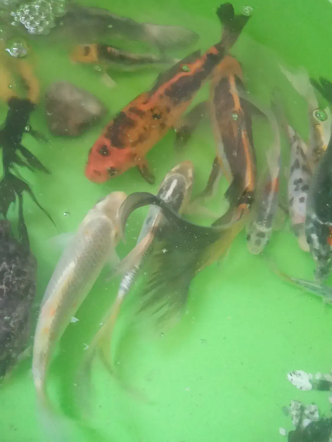 اکواریوم ۱۶۰در۷۰|ماهی|بابل, |دیوار