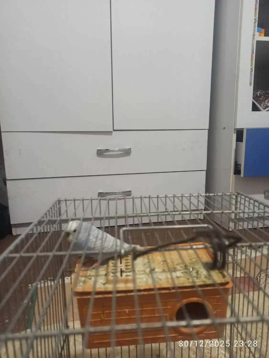 مرغ عشق|پرنده|شیراز, داریون|دیوار