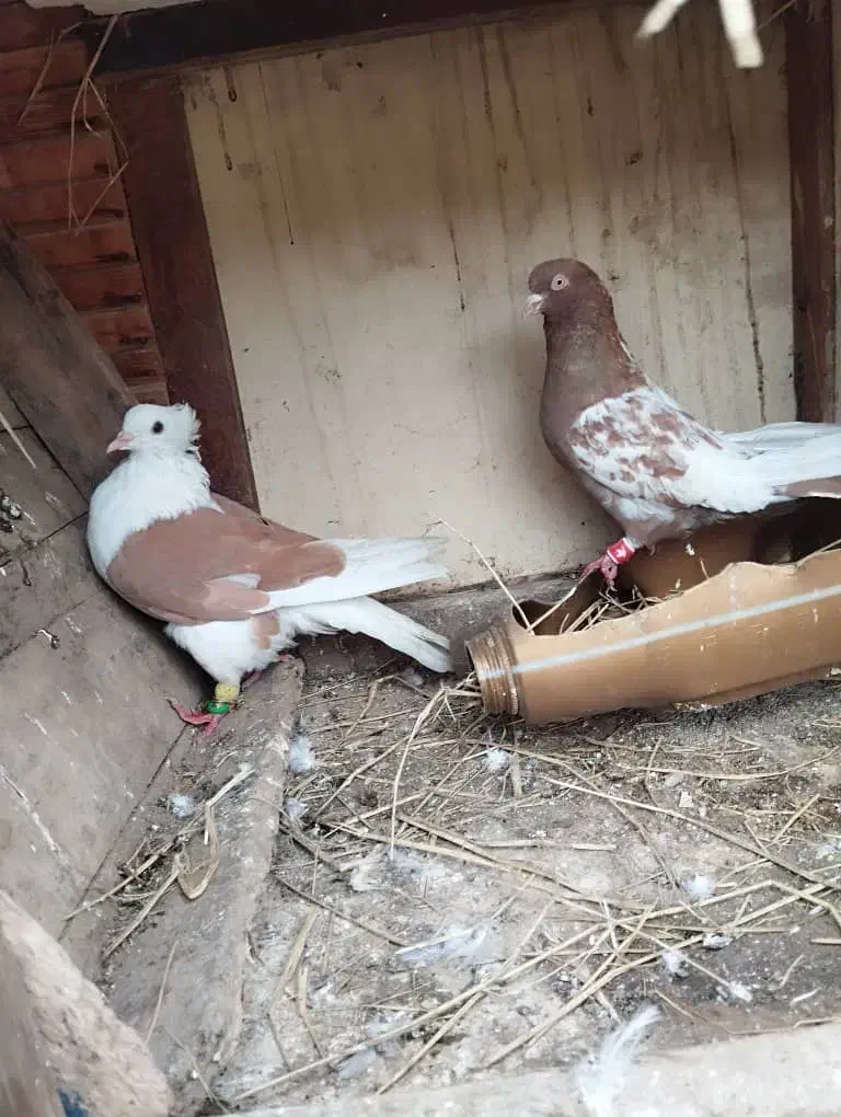 کبوتر|پرنده|رشت, توشیبا|دیوار