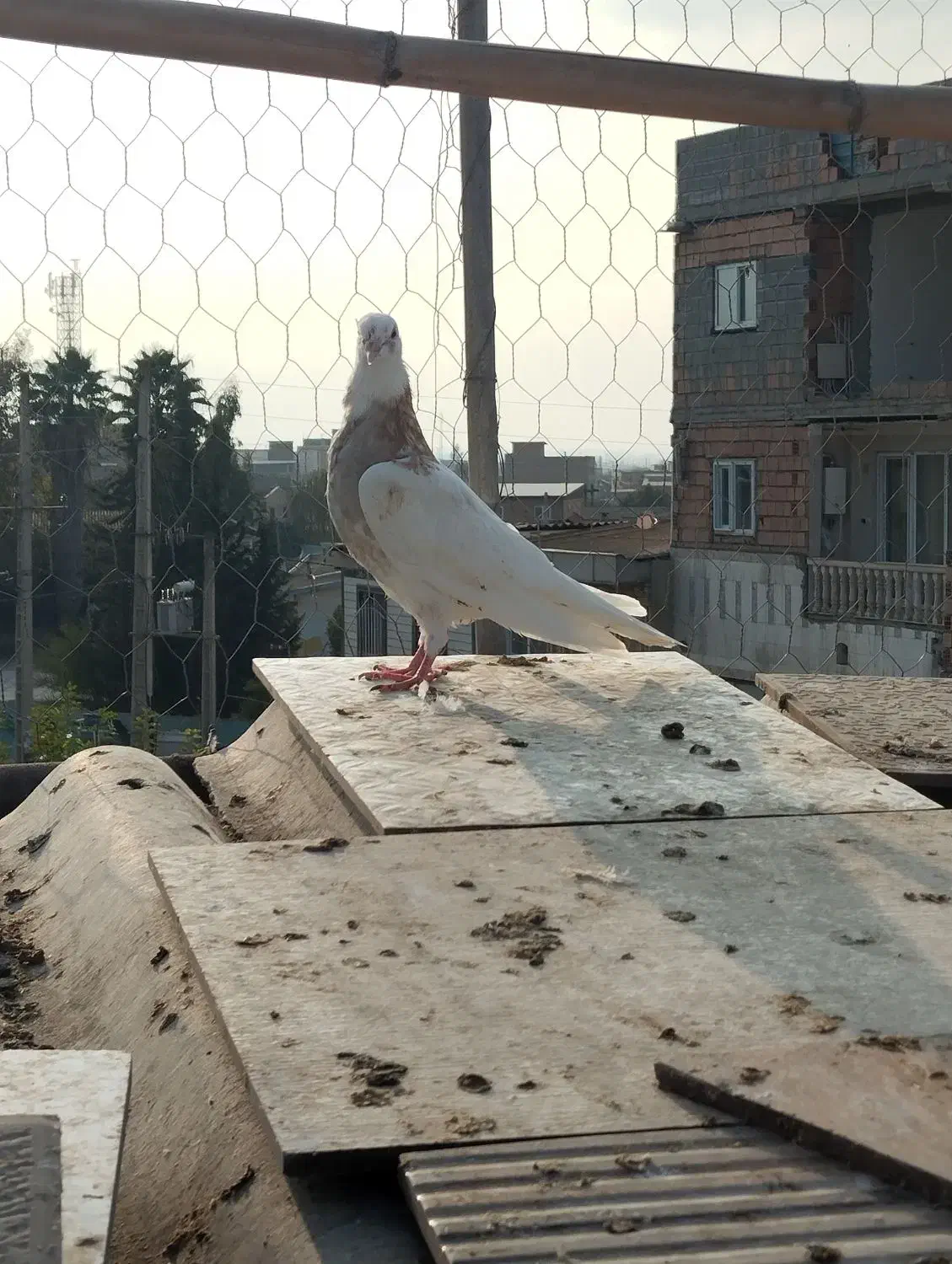 کبوتر طوقی|پرنده|دلند, |دیوار