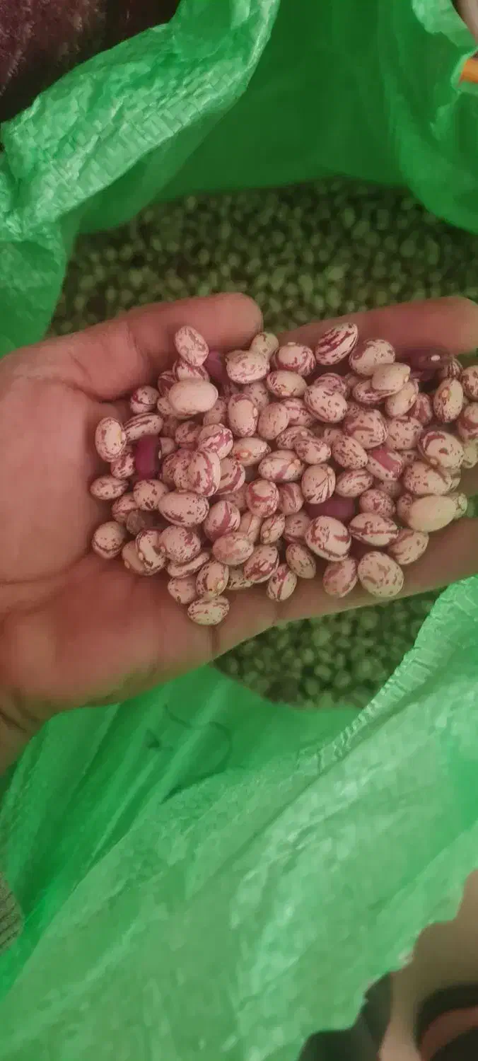 لوبیا چیتی|خوردنی و آشامیدنی|باغ حلی, |دیوار