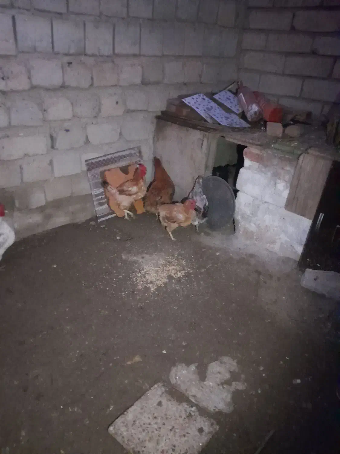 مرغ سرحال|حیوانات مزرعه|انزل, |دیوار