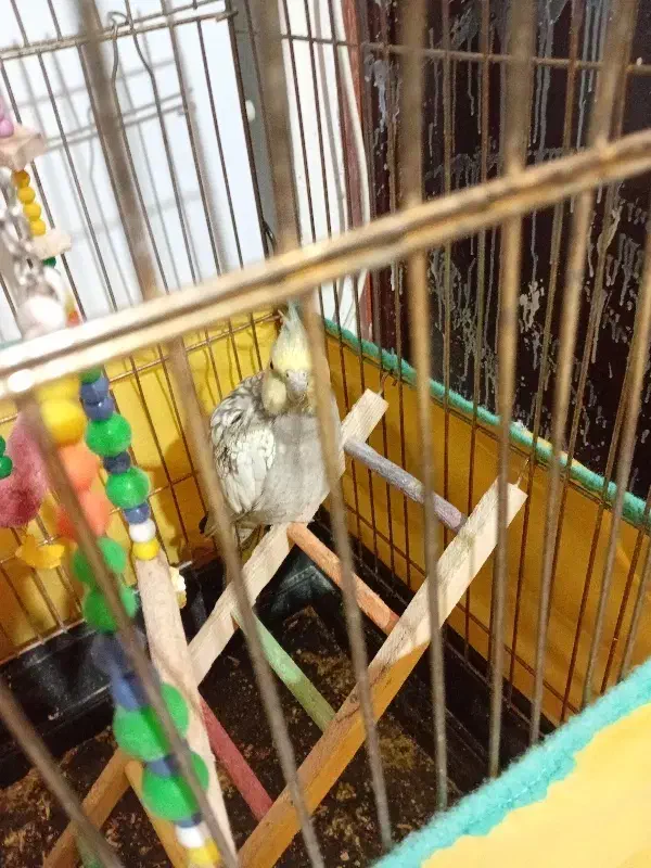 پرنده|پرنده|سنندج, |دیوار