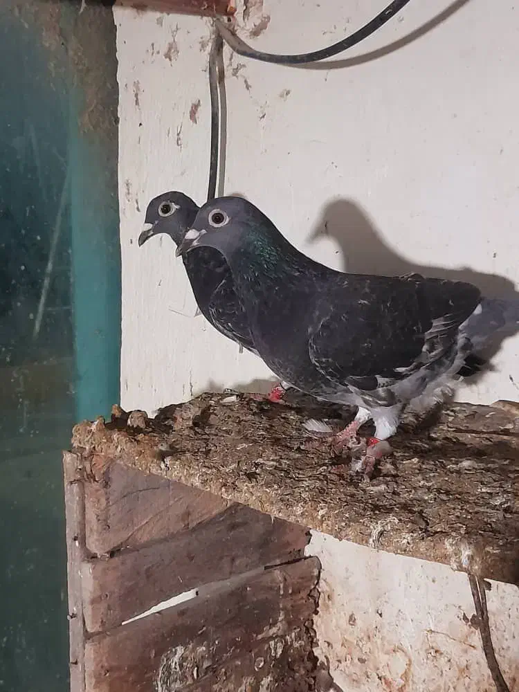 جوجه جوانه سه پری جان آردن خط خون خالص|پرنده|بهنمیر, |دیوار