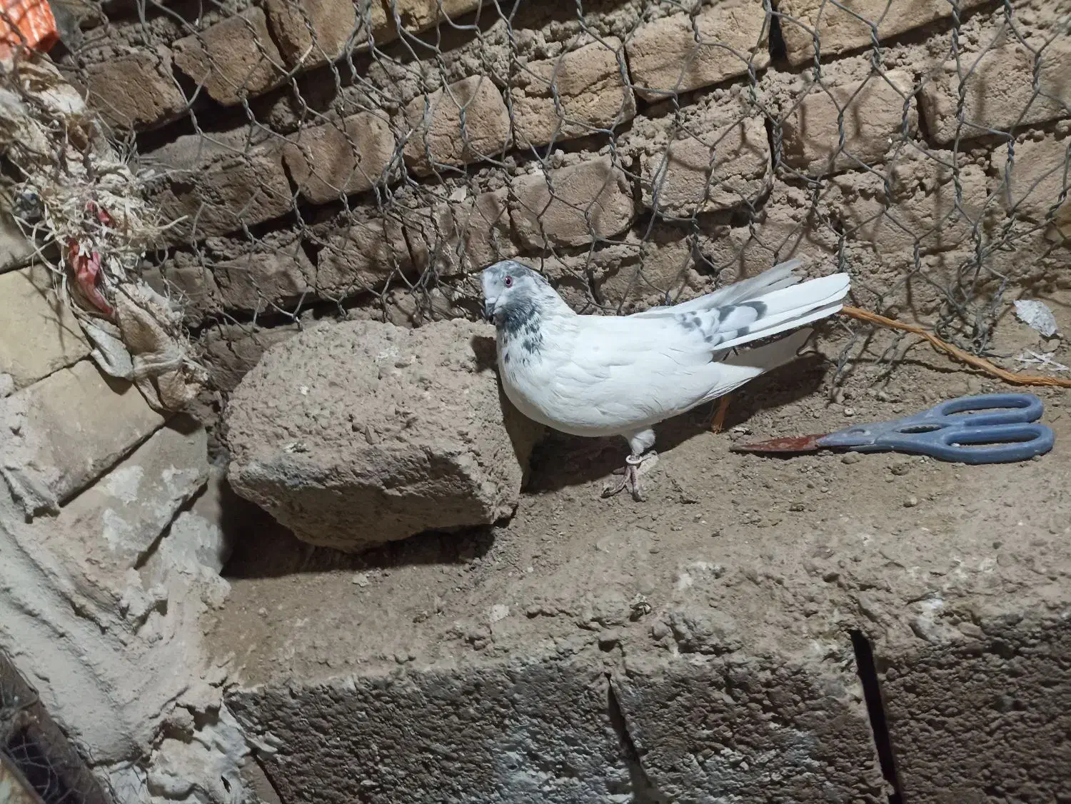 کفتر یا کبوتر|پرنده|مبارکه, |دیوار