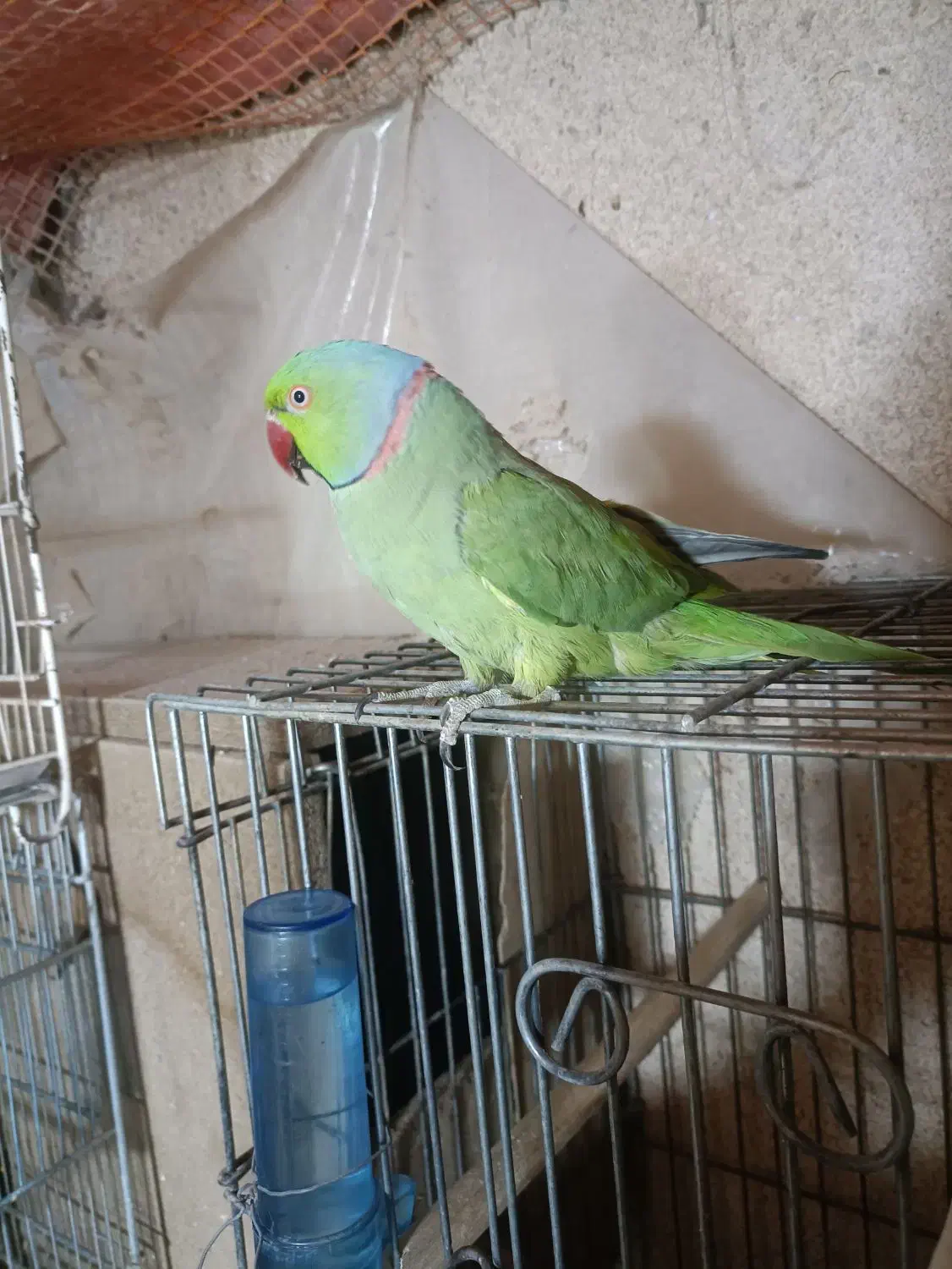 طوطی ملنگو|پرنده|بیرجند, |دیوار