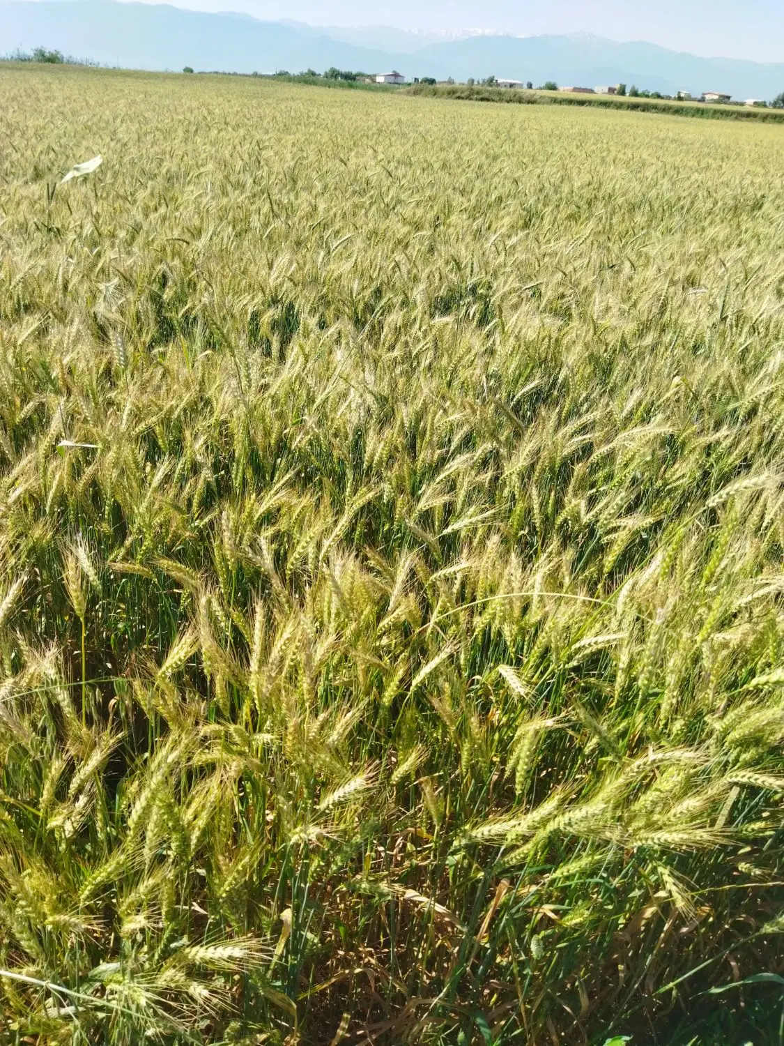 گندم|خدمات باغبانی و درختکاری|آق قلا, |دیوار