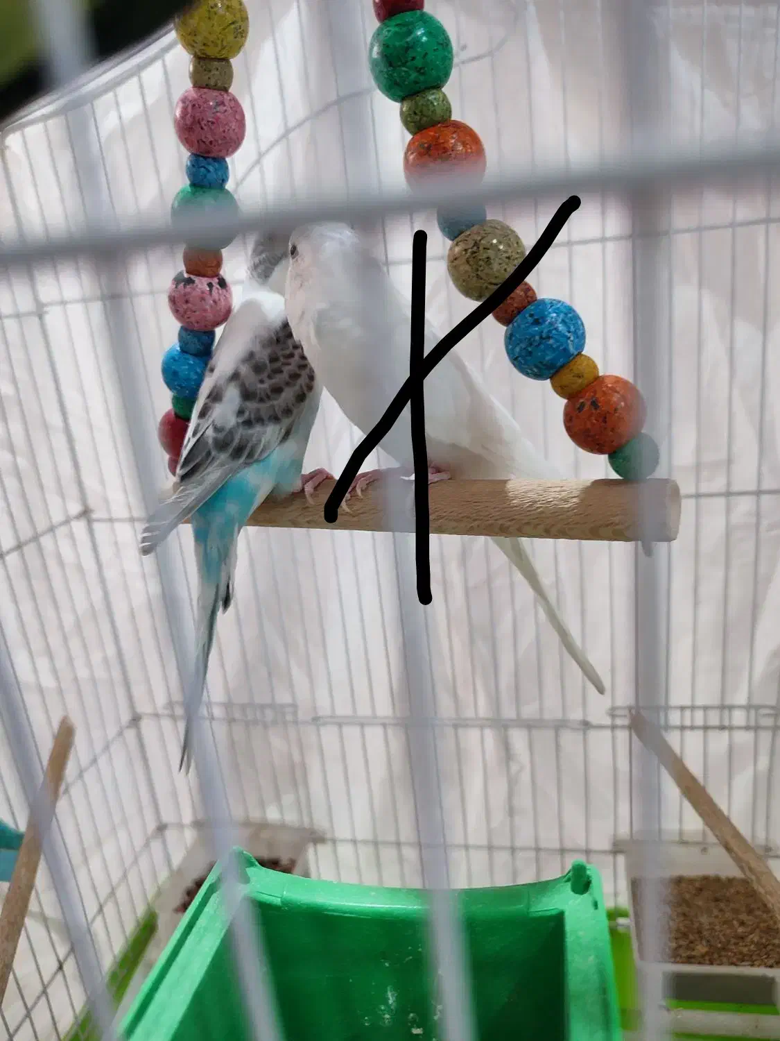 طوطی برزیلی و مرغ عشق|پرنده|پیشوا, |دیوار