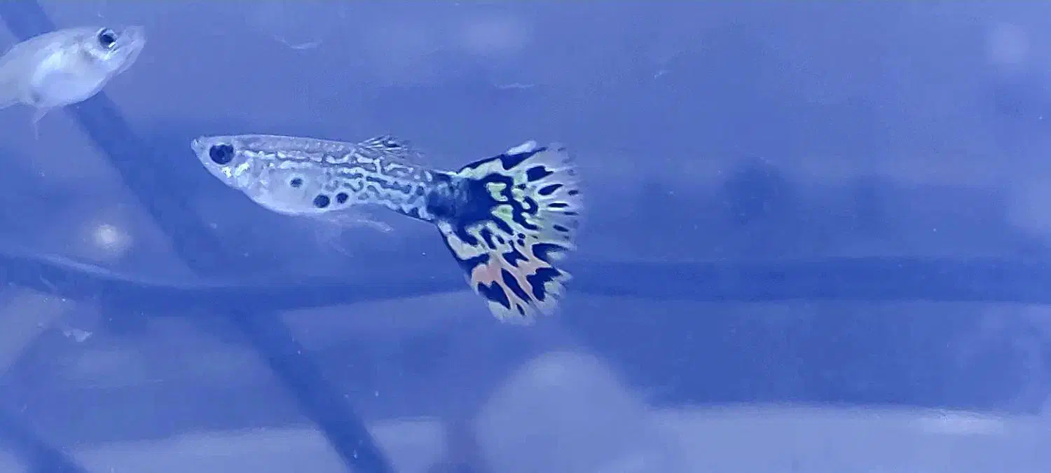 گوپی تایگر هالفمون|ماهی|اصفهان, شهرک ولیعصر|دیوار