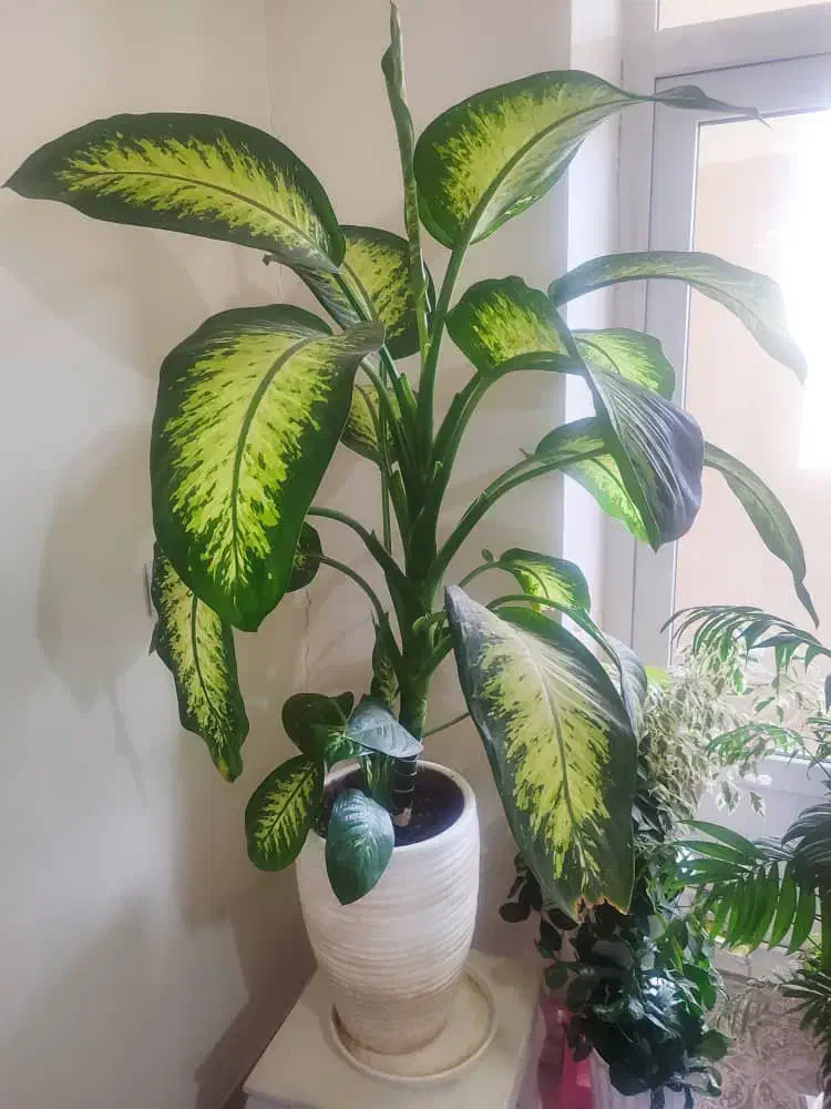 گل دیفن باخیا زیبا|گل و گیاه طبیعی|محمدشهر, محمدشهر|دیوار