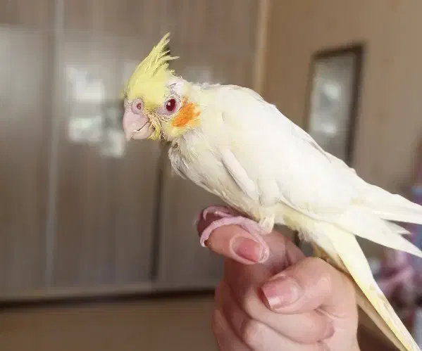 جوجه عروس هلندی نرمه خور|پرنده|شیراز, شهرک والفجر|دیوار