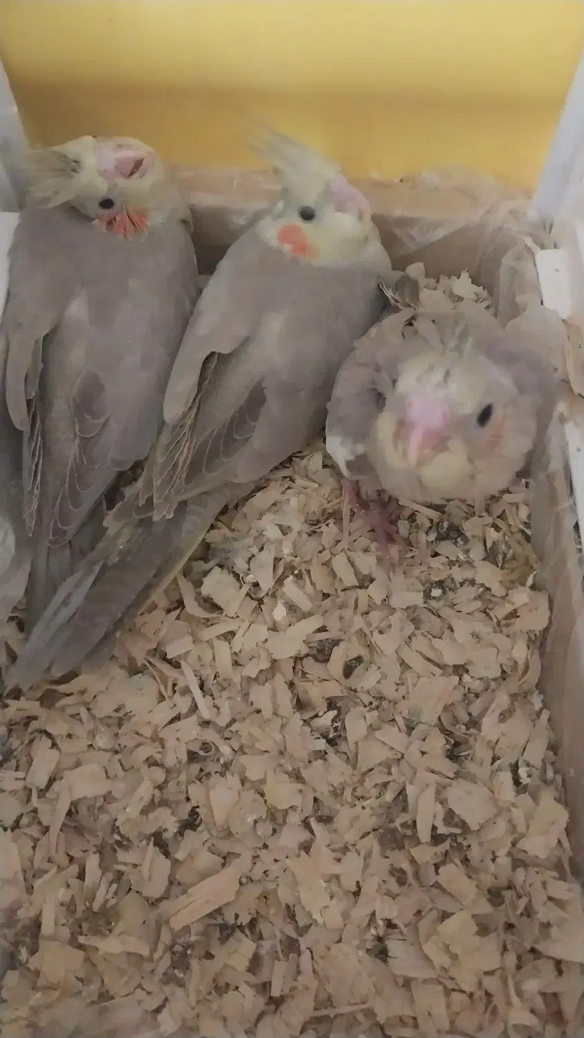 عروس هلندی مولدبا۴جوجه و۴تخم جدید|پرنده|تهران, شهرک امید|دیوار