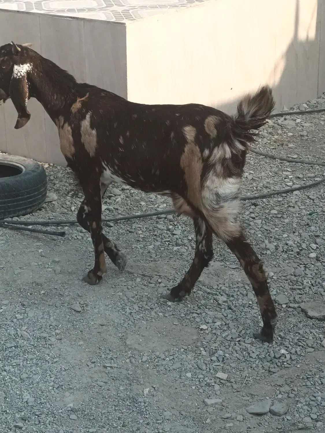 سه تا بز با پنجتا کهره مخصوص داشتی و ی گیسه مایع|حیوانات مزرعه|فاریاب, |دیوار