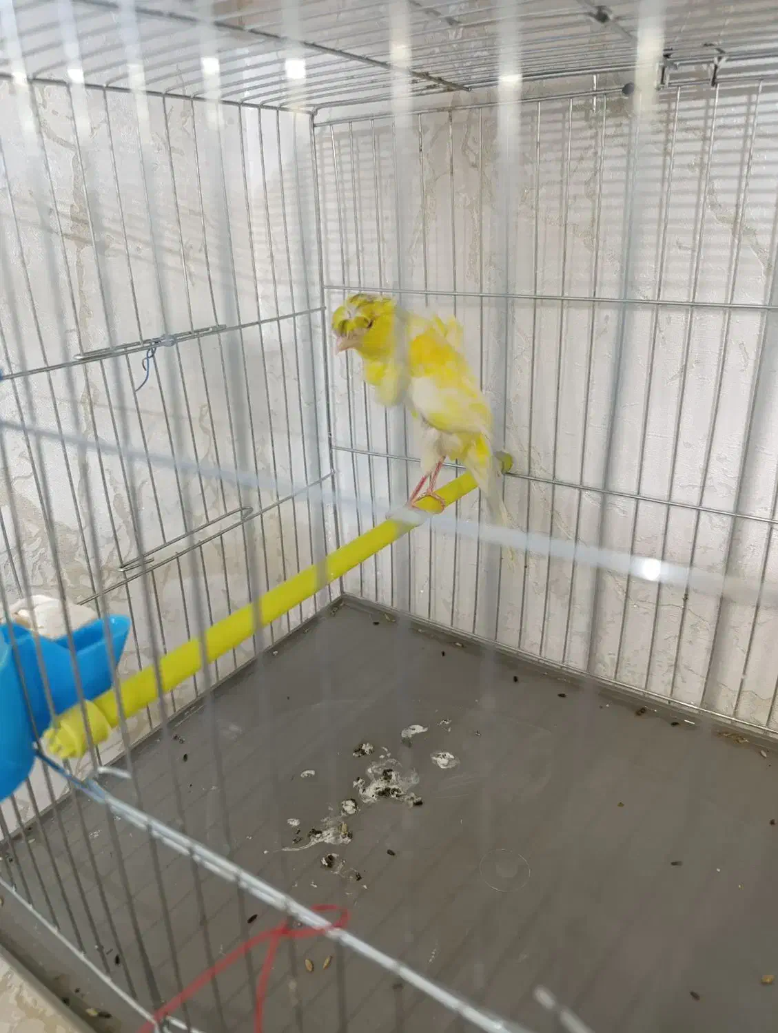 قناری نر یه سرفری ویژه یه سرجیبر|پرنده|ری, فیروزآبادی|دیوار