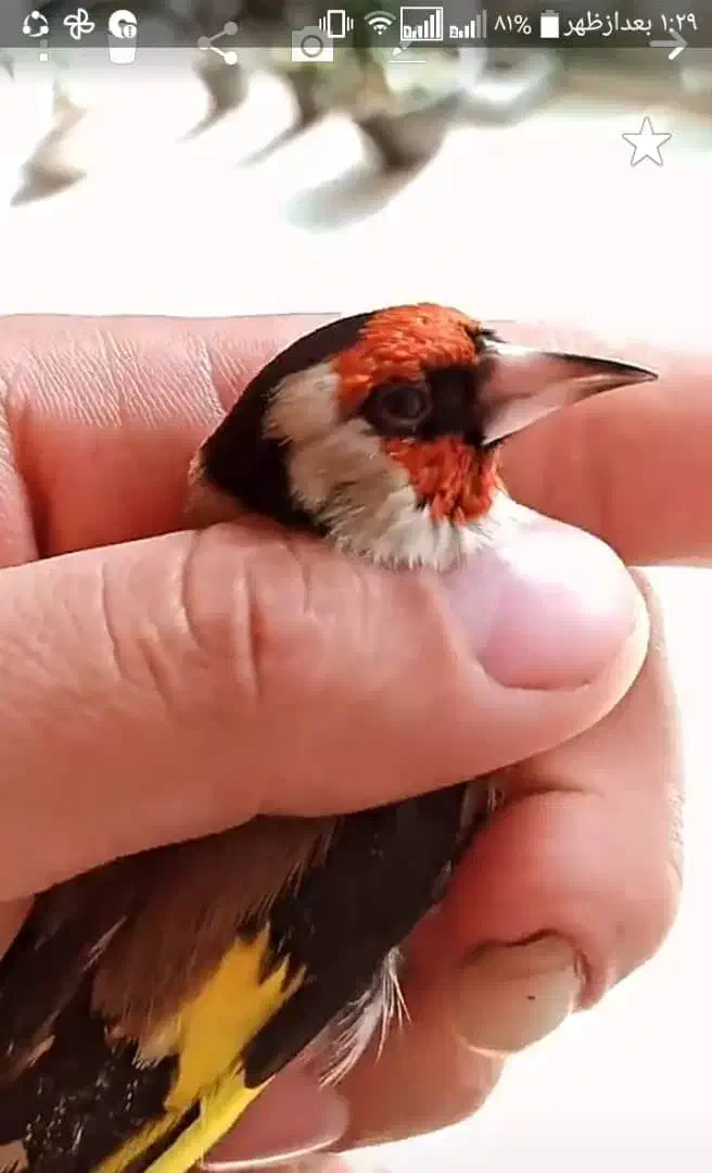 سهره گلبسر قناری|پرنده|قم, ناصردیوان|دیوار