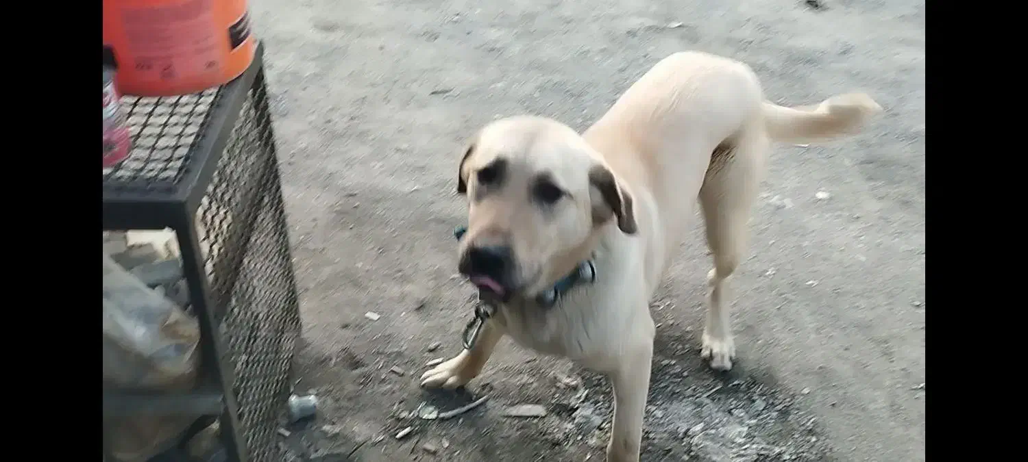 سگ دزدیده شده|حیوانات|سنندج, |دیوار