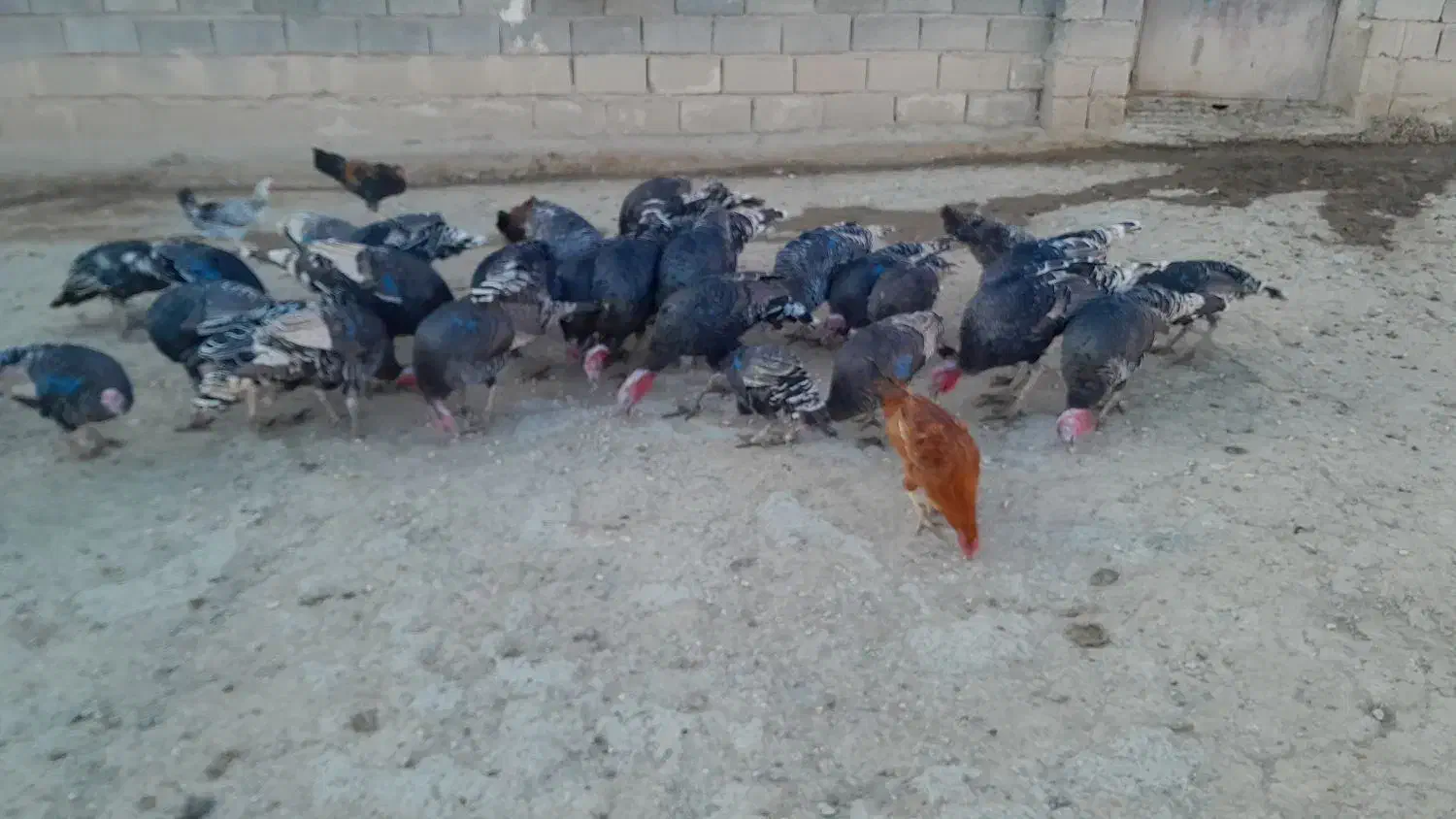 بوقلمون نروماده|حیوانات مزرعه|زاغه, |دیوار