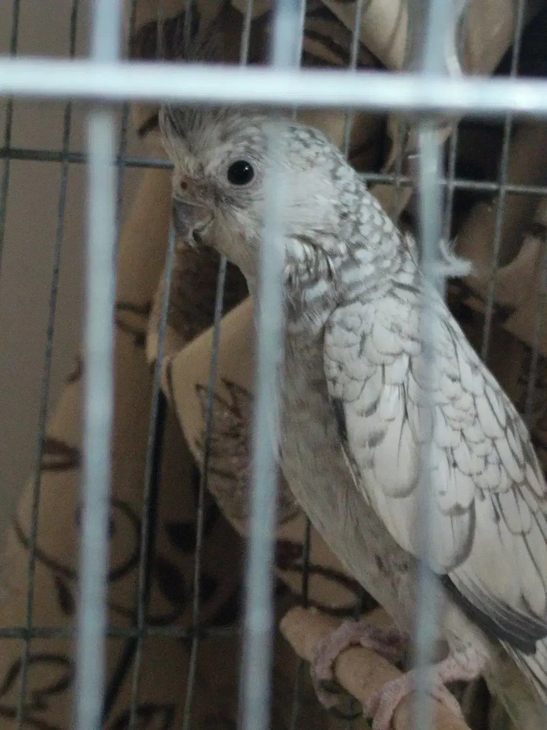 عروس هلندی|پرنده|سنندج, |دیوار