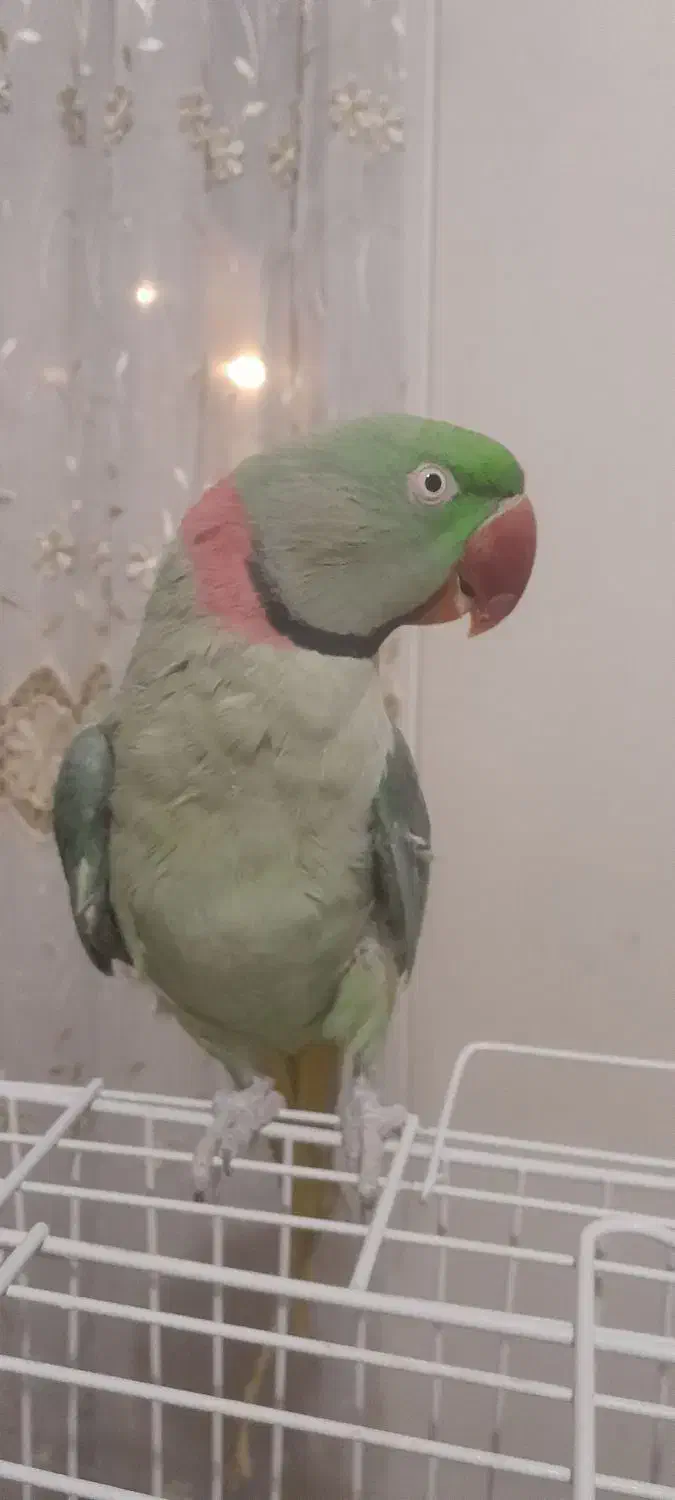 شاه‌طوطی نر|پرنده|کرج, کمال‌شهر|دیوار