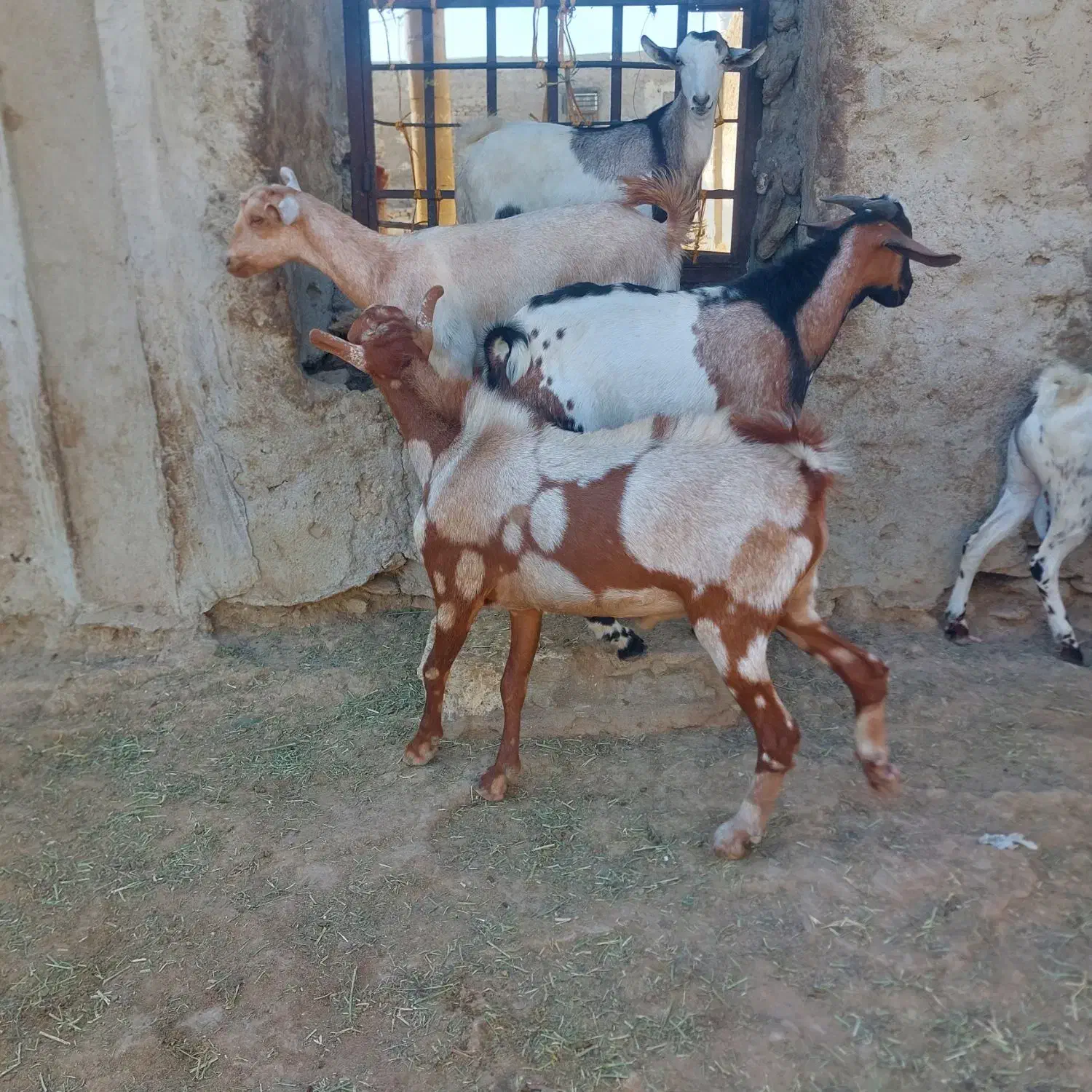 نری چاق|حیوانات مزرعه|قشم, |دیوار